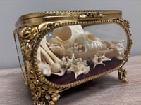 Image 1 of Small Skeletal Cleaning (6-15lbs)