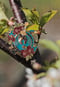 Image of Wano Trio Enamel Pin