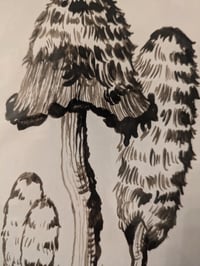 Image 2 of Original Mushroom Ink Drawing