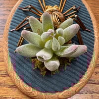 Image 3 of Succulent spider (a, 4x5 inches)