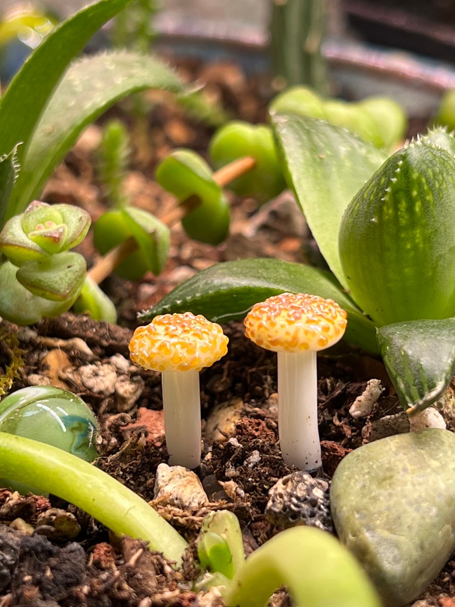 Image of 2 Mini Speckeled Mushroom Plant Spike