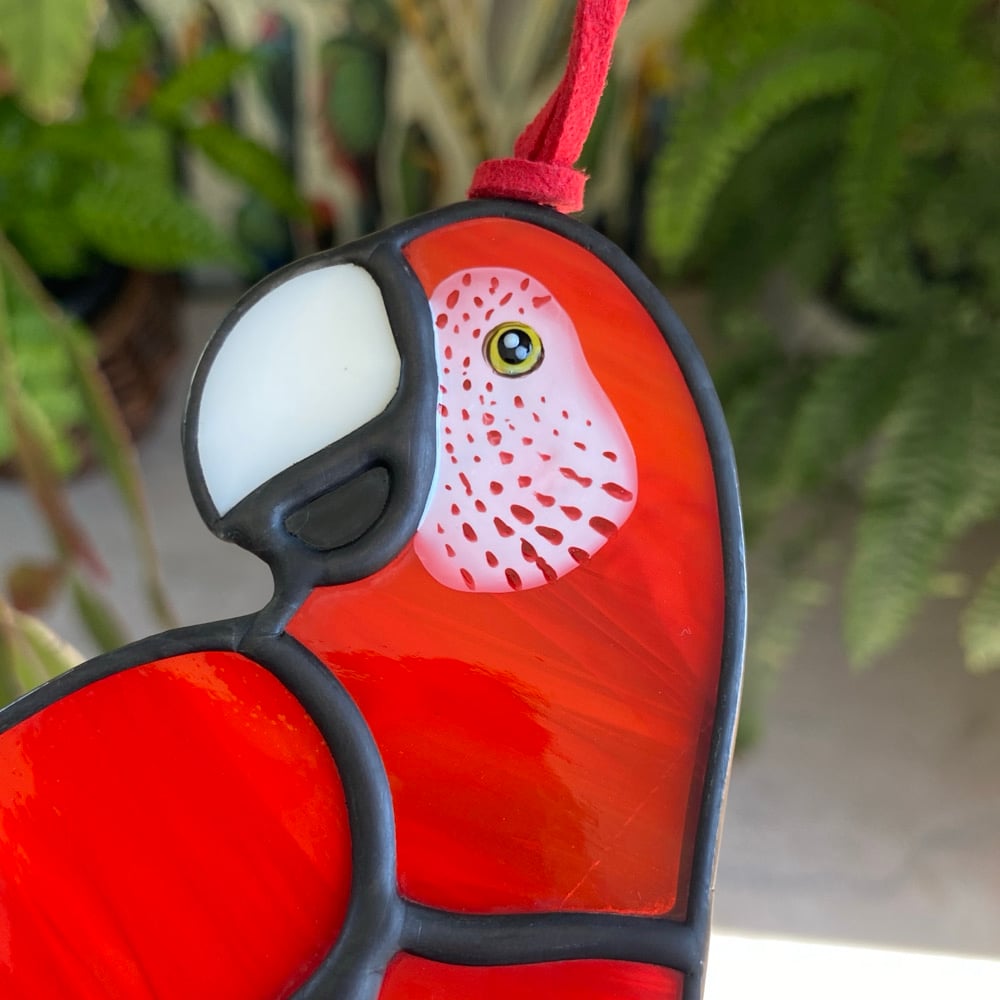 Image of Scarlet Macaw