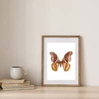 Image 4 of Rhescyntis pseudomartii moth PRINT