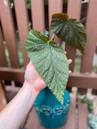 Image 5 of Polka Dot/ Angel Wing Begonia in Tall Teal Vase