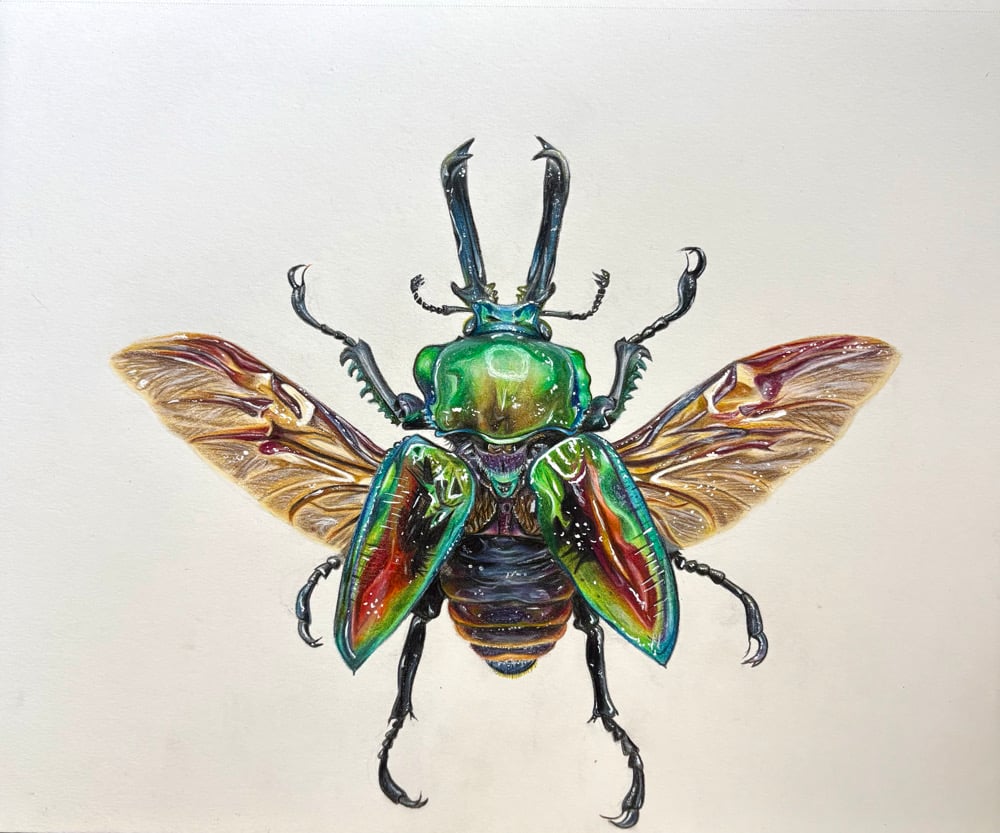 Image of Rainbow Stag Beetle