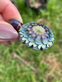 Image 9 of Mountain Daisies