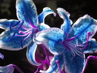 Image 3 of blue orchid set