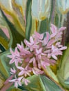 Hyacinth & Tulips