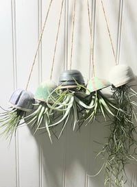 Image 1 of Tillandsia
