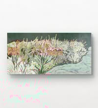 Image 1 of Coneflowers: Stoneleigh