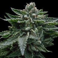 Image 2 of Double Dipped Strawberrries