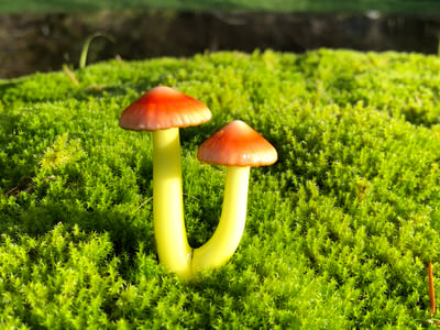 Image of Orange Cap Double Mushroom Plant Spike