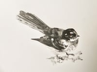 Fantail