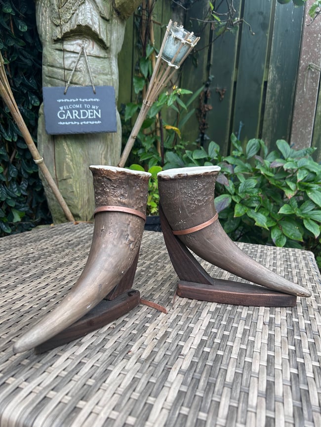 American bison drinking horn