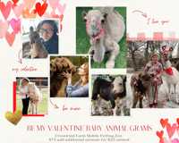 Image 1 of Valentine’s Day Animal grams + flowers + chocolate + goody boxes 