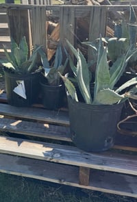 Tequila Agave (Blue)