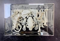 Image 5 of Small Skeletal Cleaning (6-15lbs)