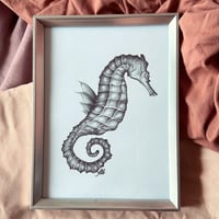 Seahorse