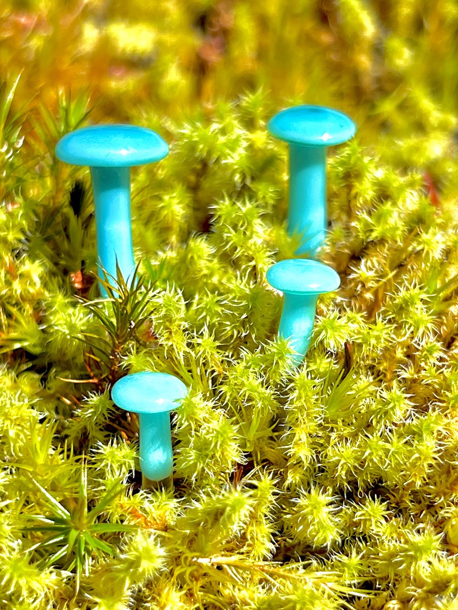 Image of 4 Blue Mushroom Plant Spikes