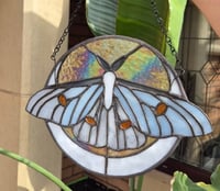 Image 3 of Ghost silkmoth