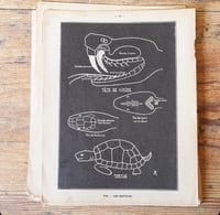Image 10 of Planche histoire naturelle en noir & blanc