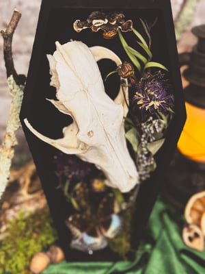 Image of Coyote Skull Coffin