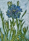 Cornflower 