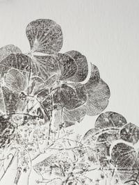 Image 2 of Hydrangea A3 - Original Botanical Monoprint