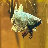 Image of Solid Copper Green HMPK Male