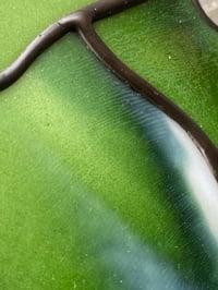 Image 3 of Variegated Monstera