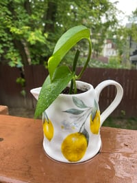 Image 1 of Golden Pothos in Lemon Creamer