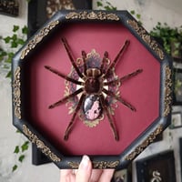 Image 2 of Pamphobeteus Nigricolor