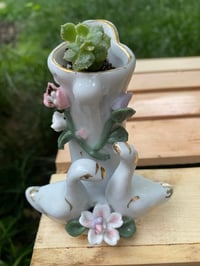 Image 2 of Ghost Echeveria Succulent in Small Swan Holder