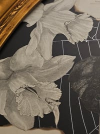 Image 10 of Huge Statement Victorain Faceless Spider Girl, Graveyard And Poem With Real Web 
