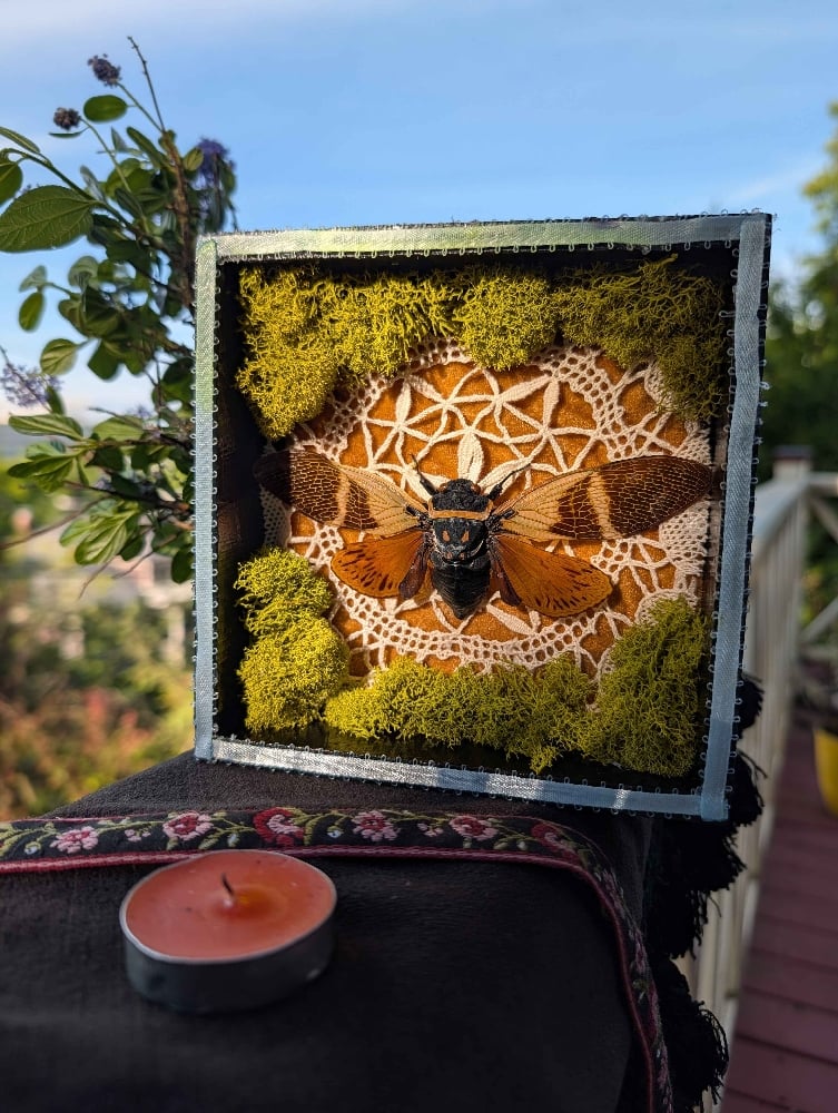 Image of halloween cicada display