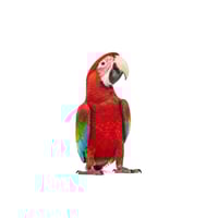 Scarlet Macaw 