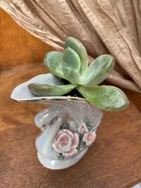 Image 2 of Ghost Plant in White Swan