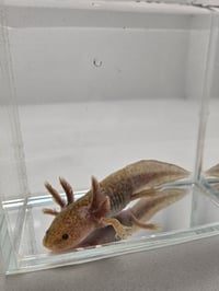 Image 2 of David Copperlake