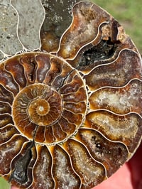 Image 5 of Ammonite Fossil Pair | Madagascar #2902