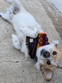 Image 3 of Amigo Vibes Bandana