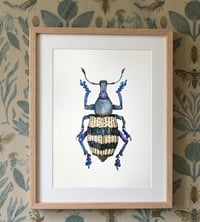 Image 1 of Weevil Beetle Watercolor Illustration PRINT 