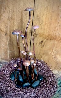 Image 2 of 🍄‍🟫 Magical Mushrooms 🍄‍🟫 