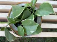 Image 2 of Vining Peperomia in Coral Bunny Mug