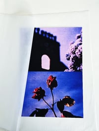 Image 2 of PICK ROSES AT NIGHT VI