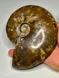 Image 4 of Large Purple Iridescent Ammonite Fossil #2443