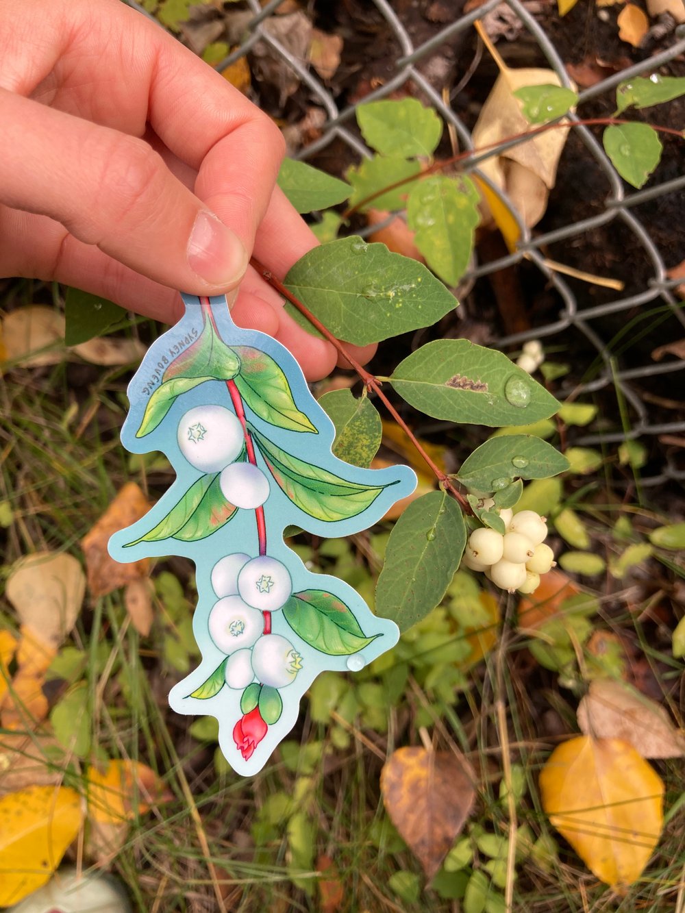 Image of Snowberries Sticker