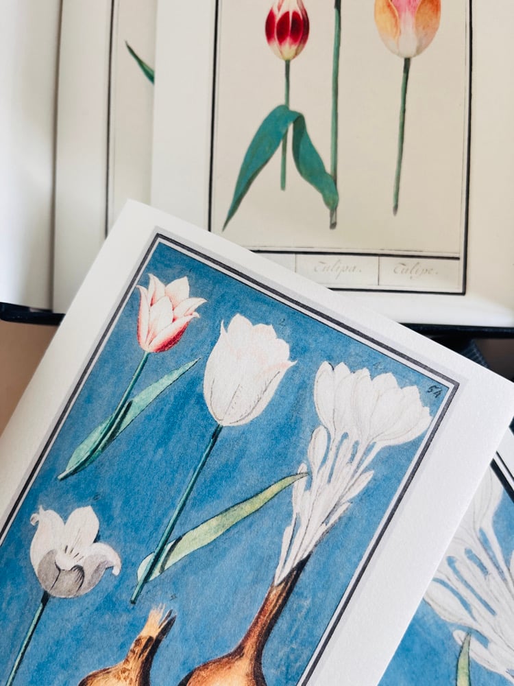 Image of 6_TULIPES