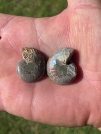Image 4 of Ammonite Fossil Pair #1968