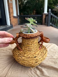 Image 4 of Ghost Plant in Wicker Basket