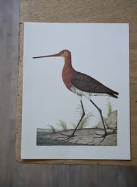 Image 10 of Planches De Bestiaire Du Muséum D'histoire Naturelle - les oiseaux